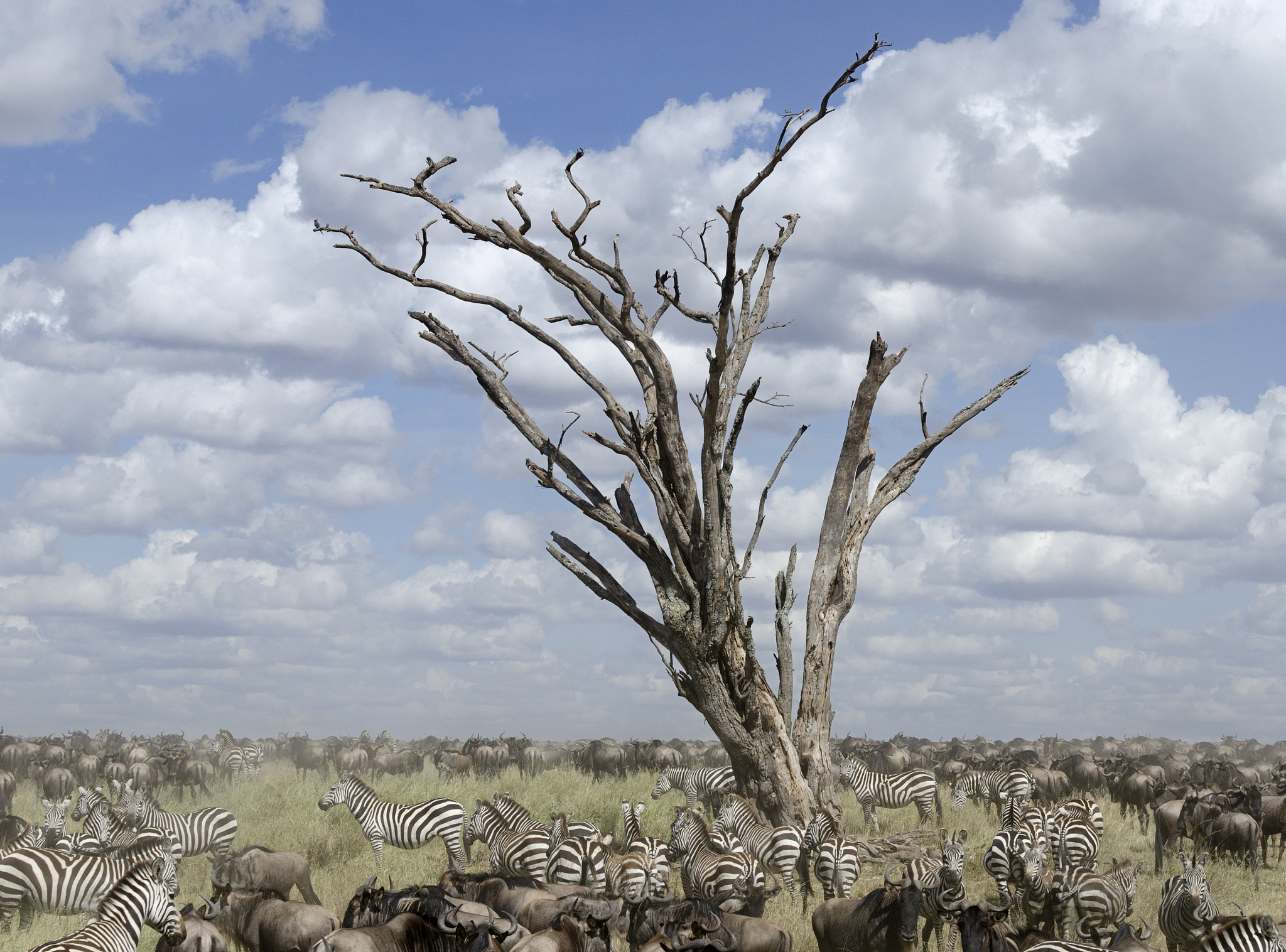 herd of wildebeest and zebras in serengeti national park, tanzan