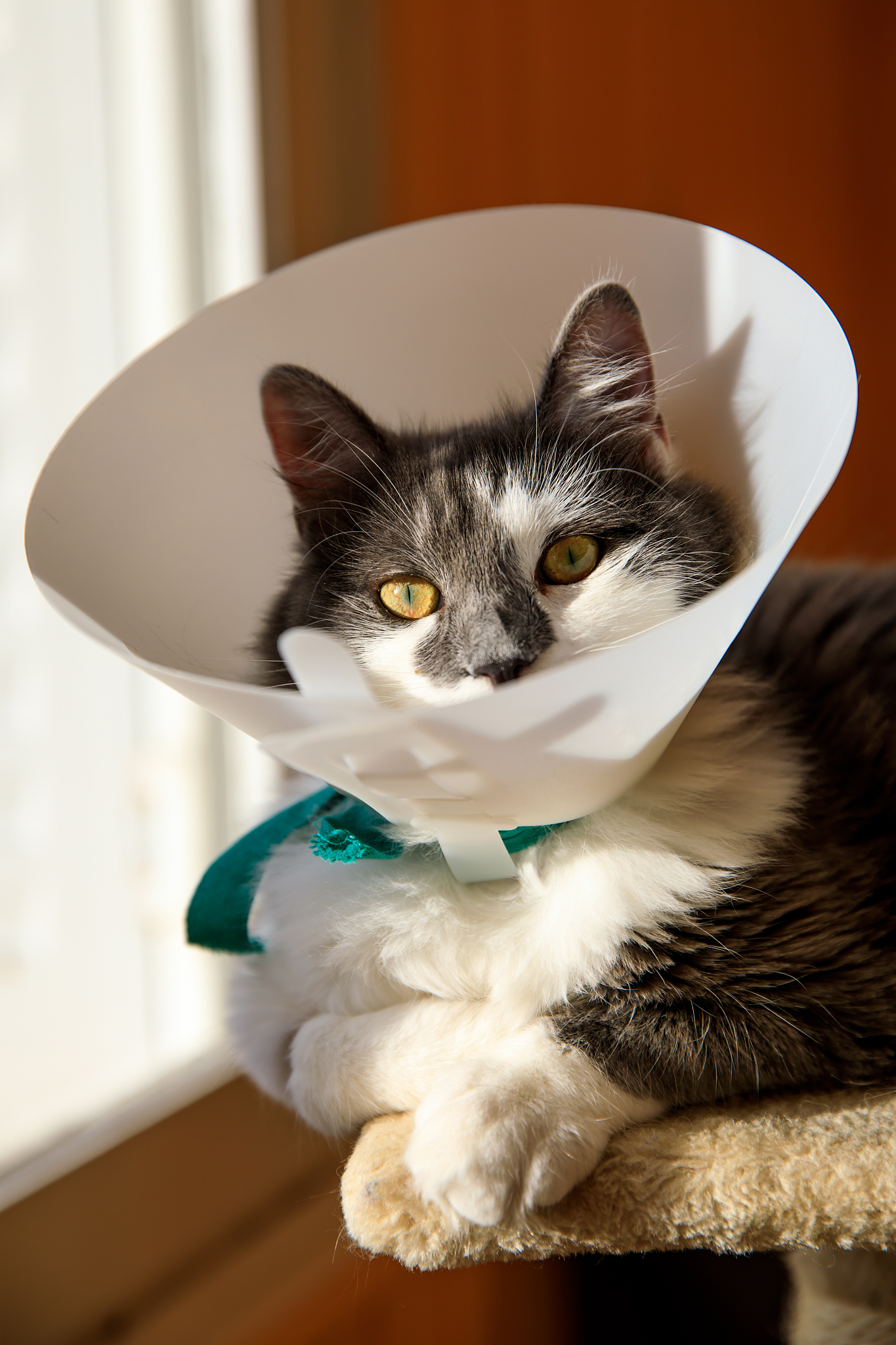 渭南职业技术学院宠物养护与疫病防治专业招生人数及课程设置