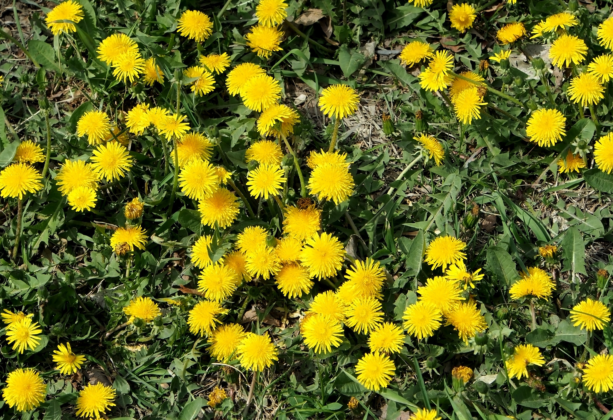 glade of the first spring flowers of yellow dandelions