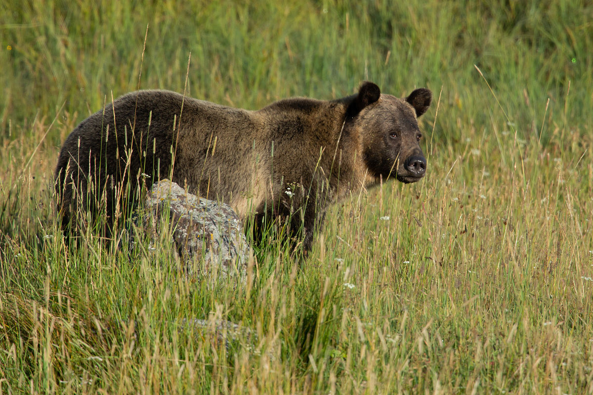 呼伦贝尔草原特有动物：无尾熊属及呼伦贝尔无尾熊