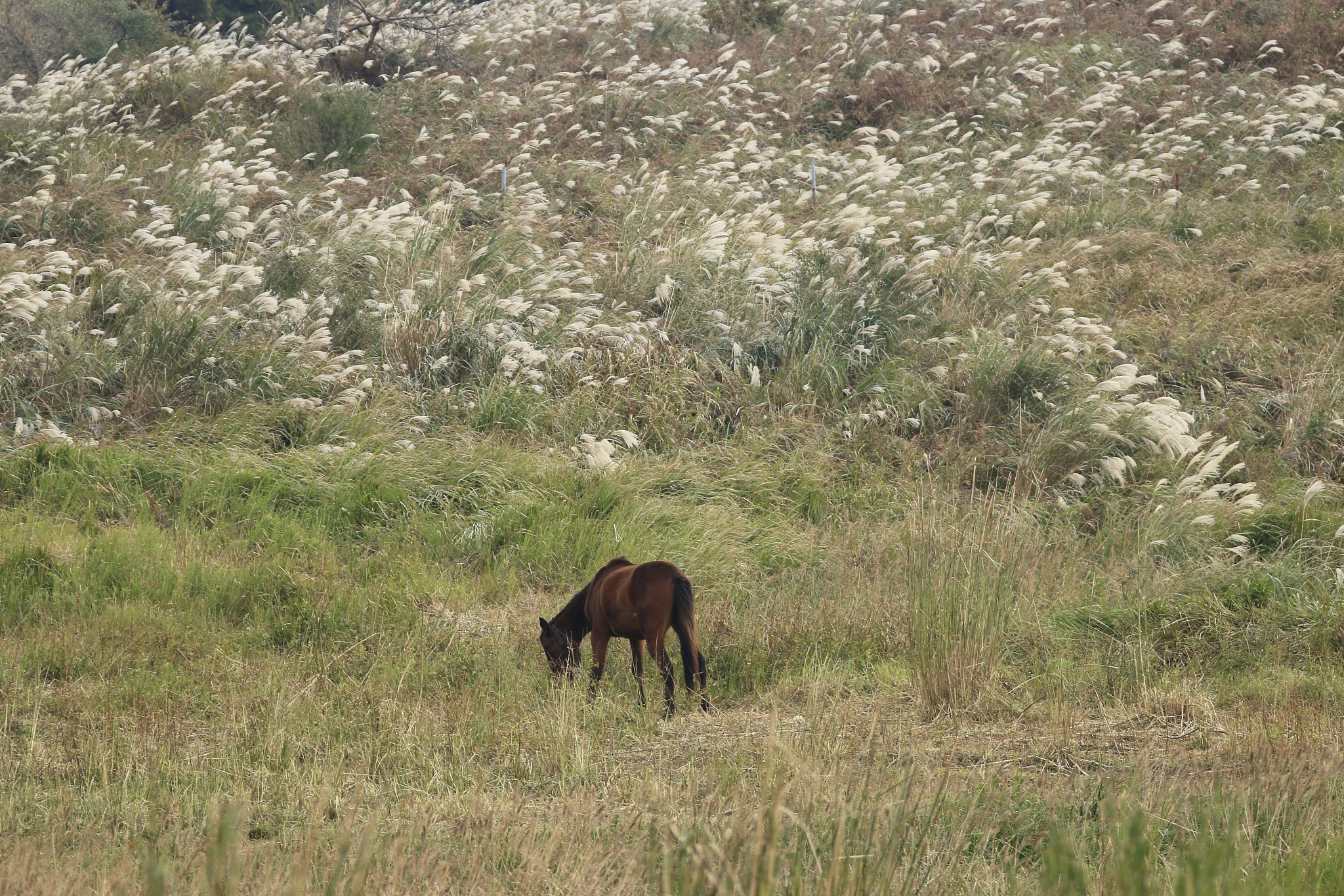 bird rise, garden, bird, autumn, horse,