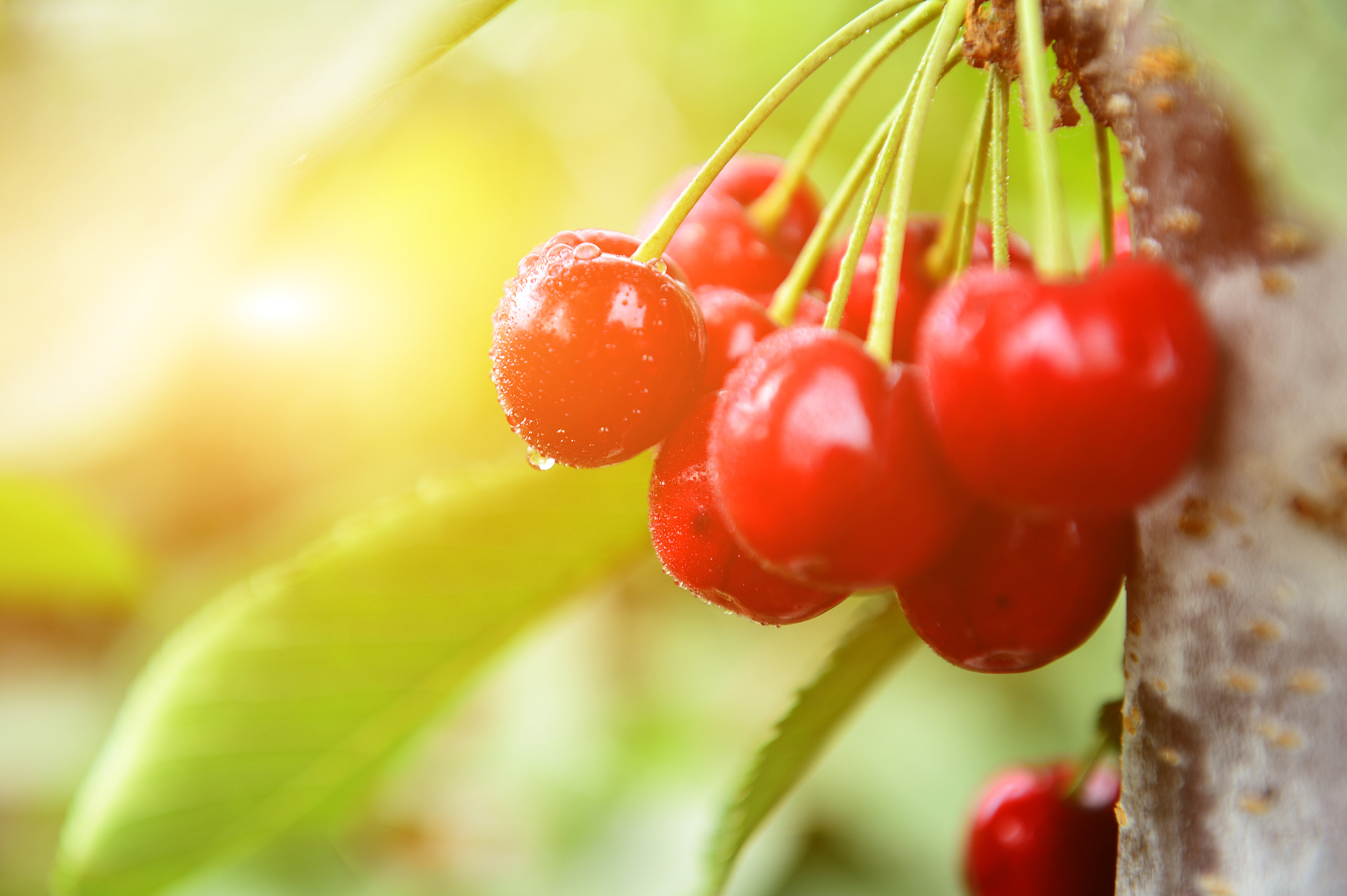 ripe cherries in a tree