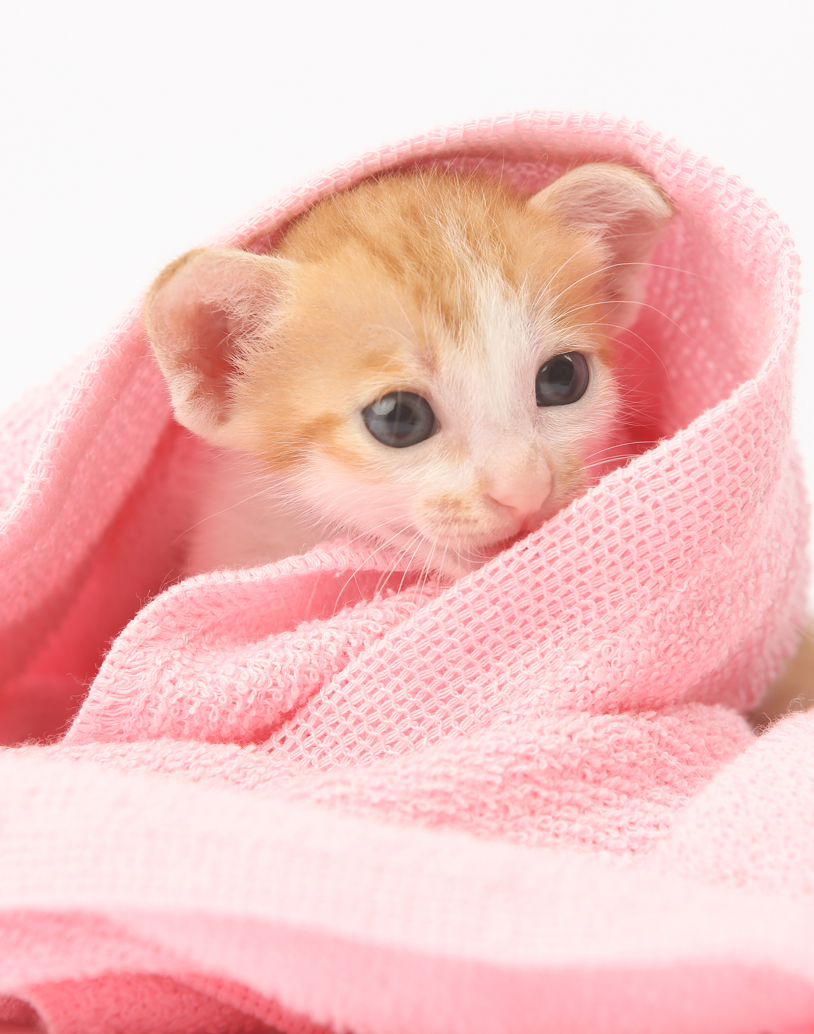 小猫莉莉的毛巾狂热：你也有自己的小秘密吗？