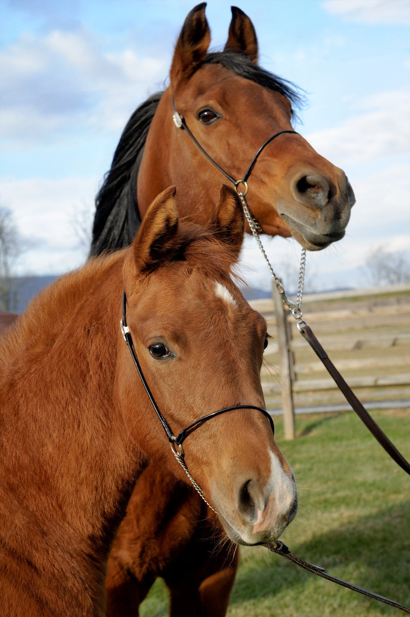 baby horse, mare and young colt head shot