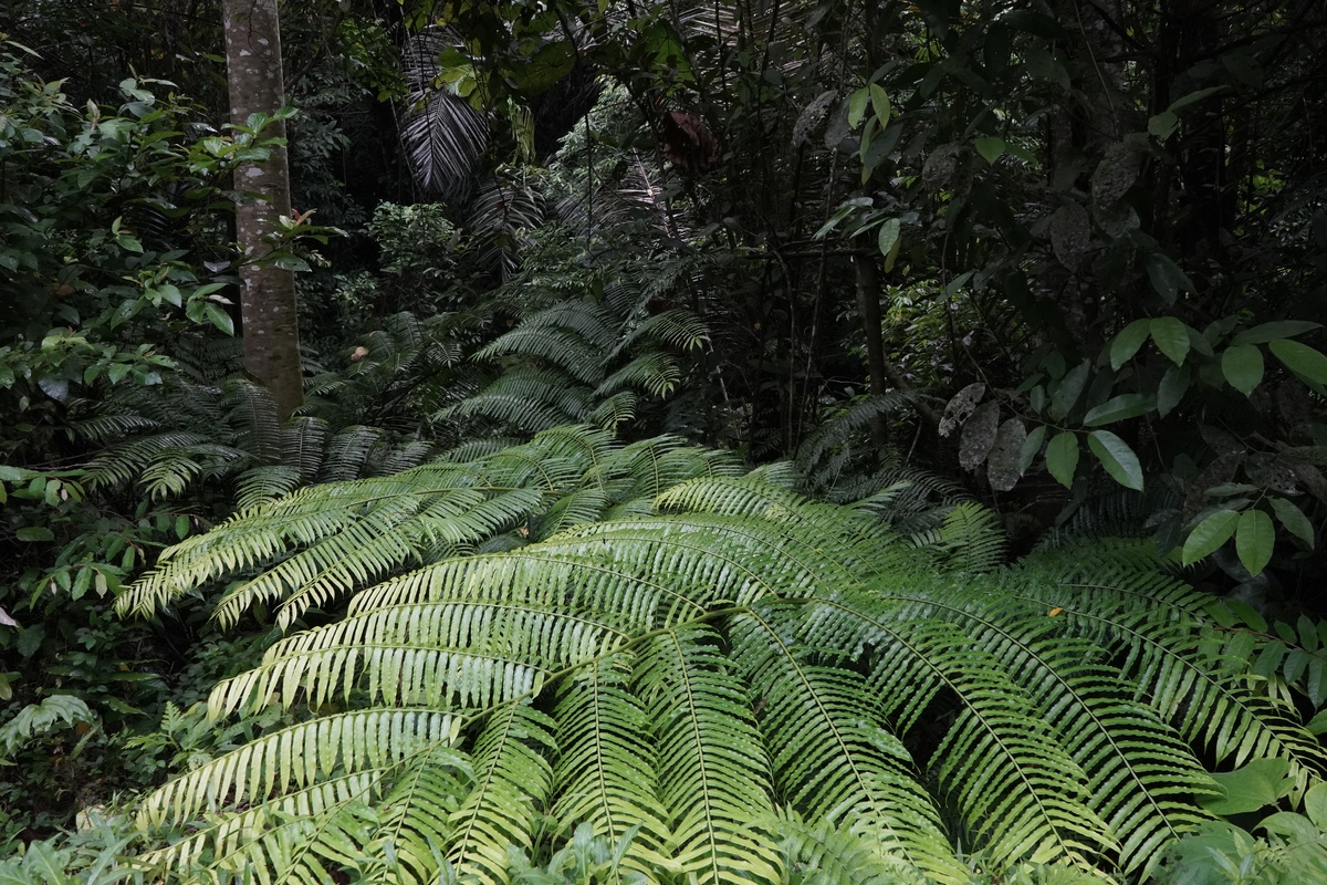 热带雨林联想：绿色植被、奇观、动物、文化、气候、破坏和冒险