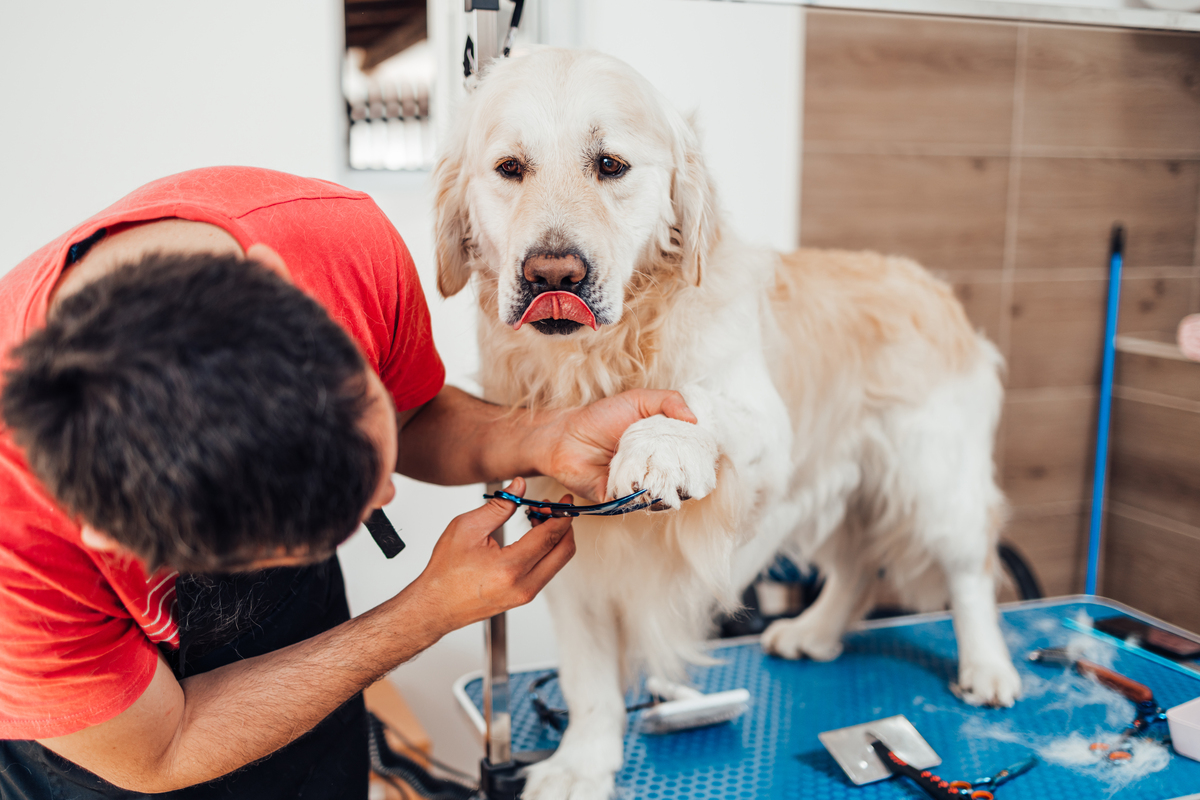 2020年重庆三峡职业学院宠物养护与训导专业招生