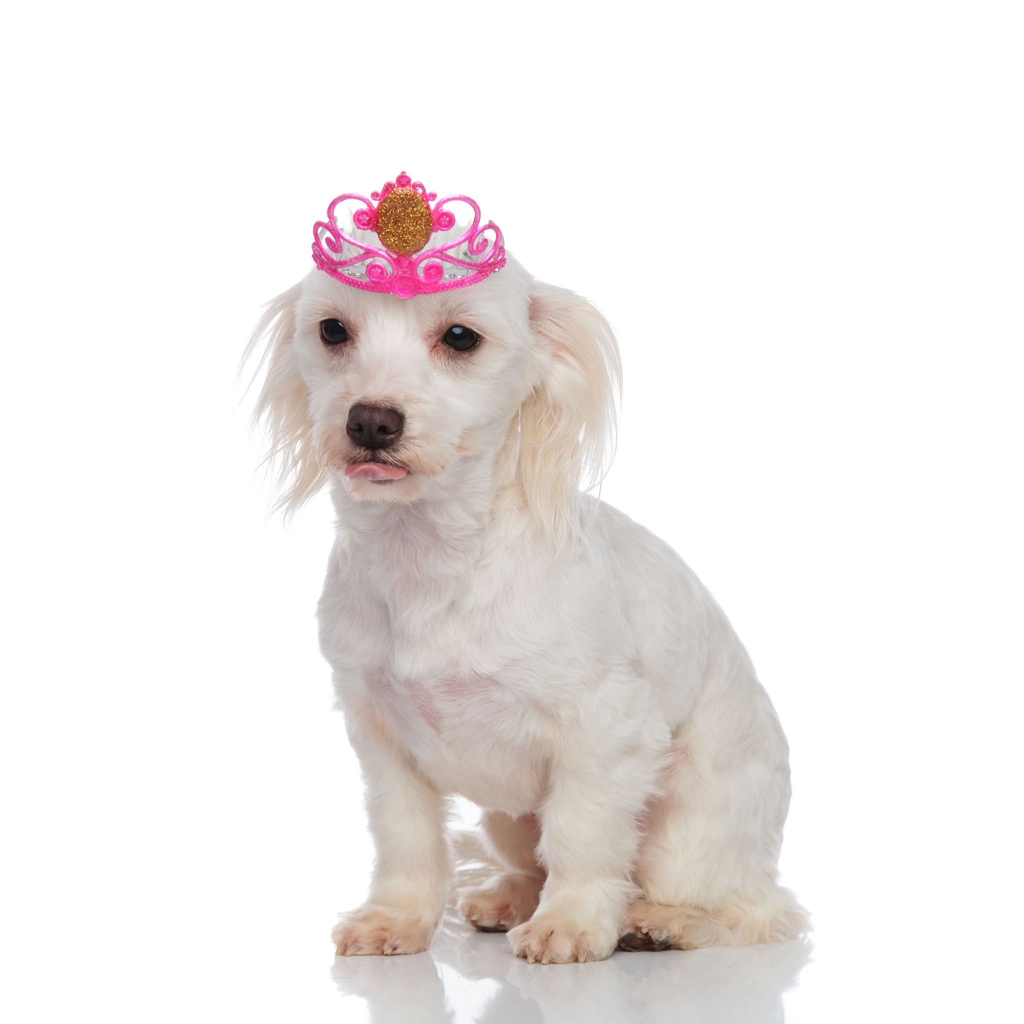 恶魔的石板和被诅咒的犬公主。