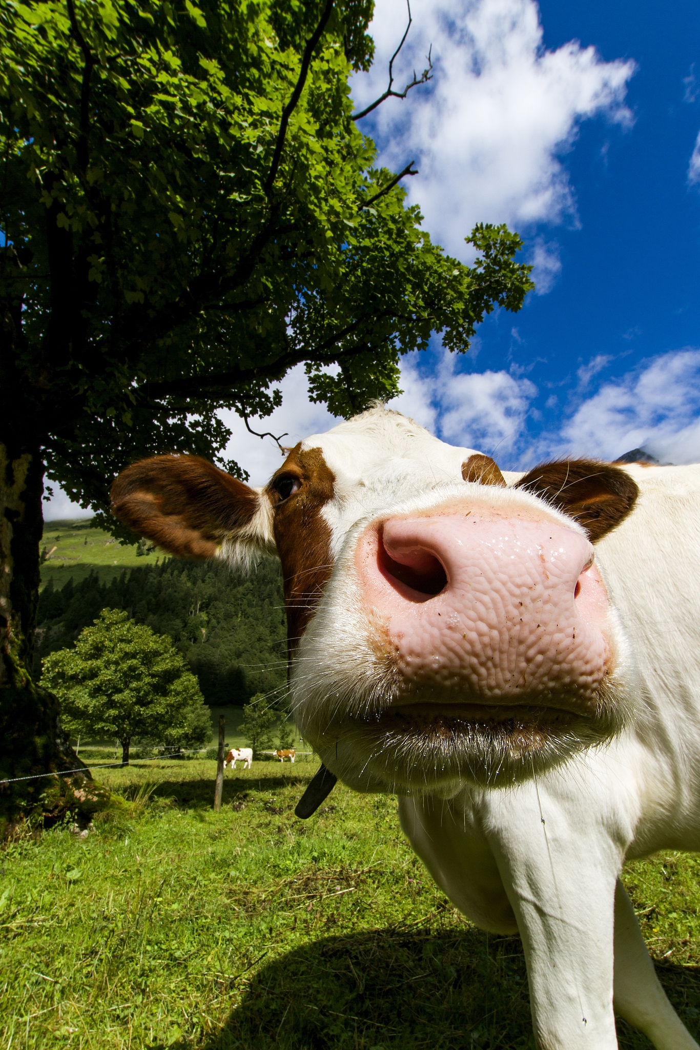 为什么猪上不了网？ - 幽默笑话