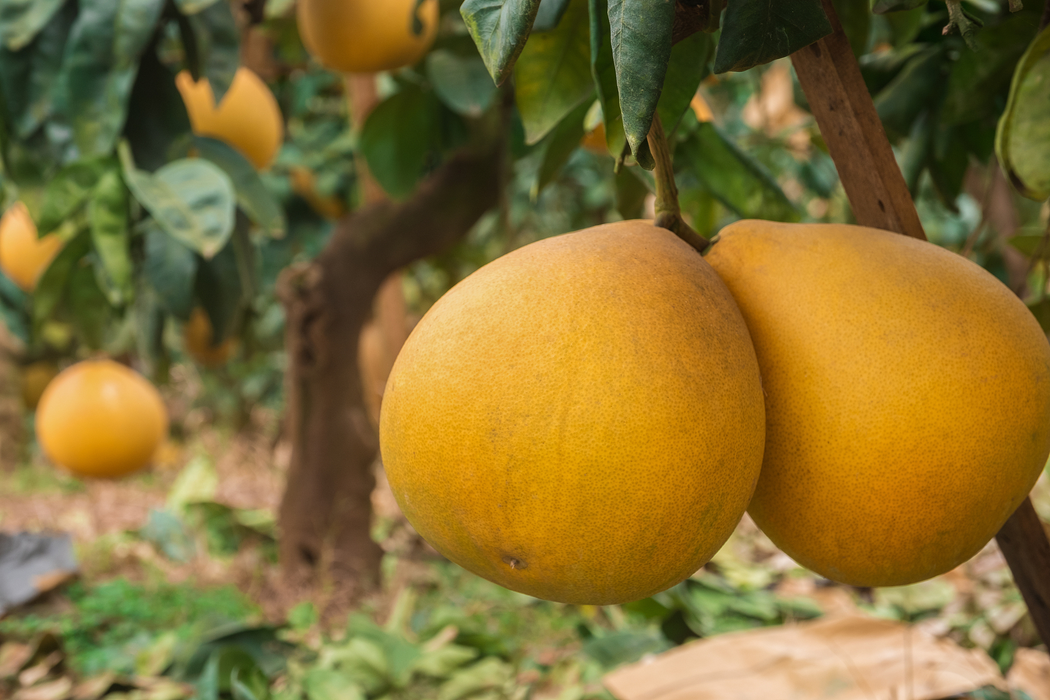 帮我降重下面这段文字查重率要低于10逻辑通顺： 思州文旦柚是岑巩县的特产种植面积超过2万亩是西南地区最大的文旦柚种植基地。该地区的文旦柚被称为思州品牌文旦柚产自思旸、水尾镇、天马镇、龙田镇、凯本镇、大有镇、注溪乡、天星乡、羊桥土家族乡、平庄乡、客楼乡、新发展区等十二个行政区。