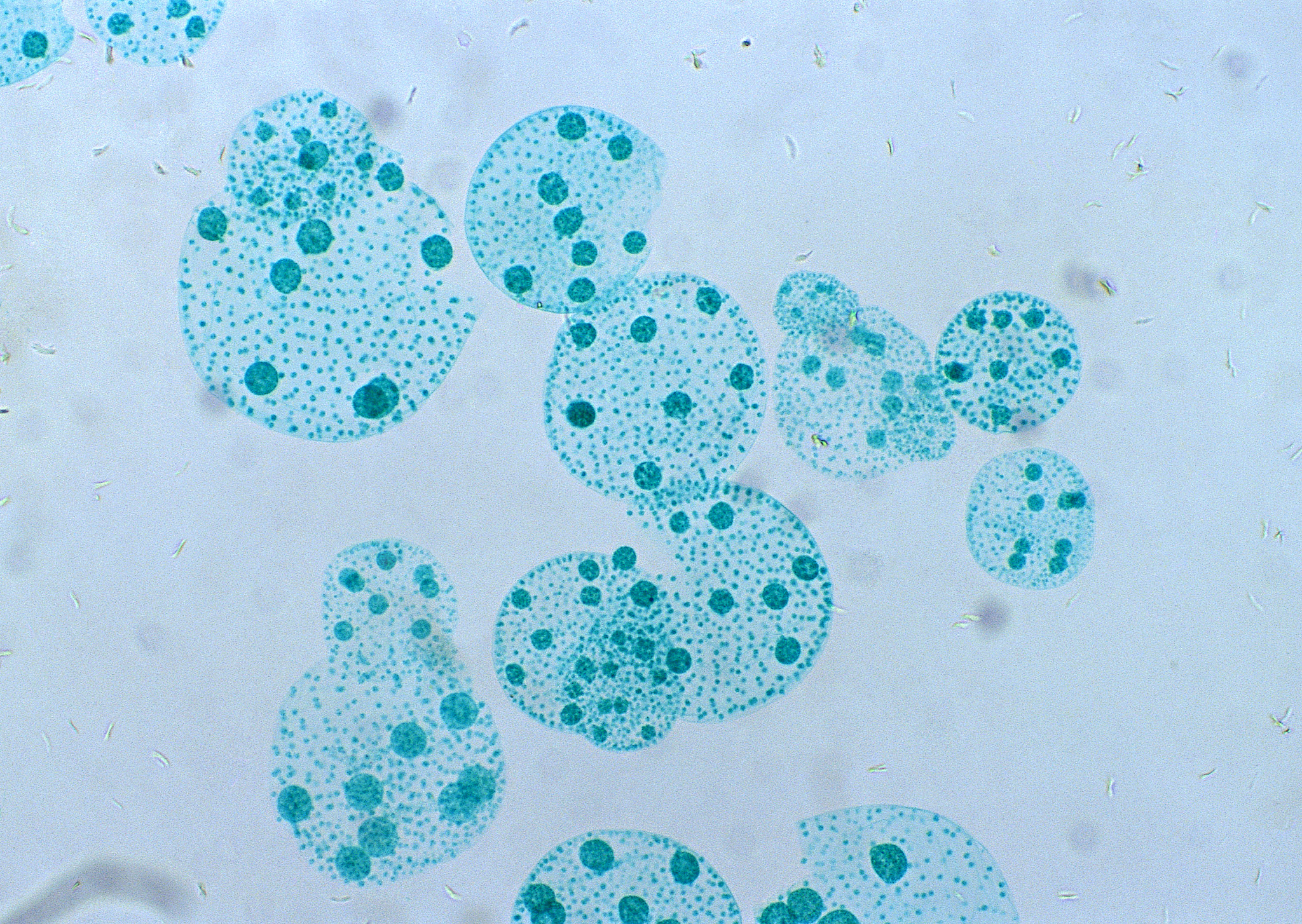 巴基斯坦腹泻犬中犬细小病毒CPV-2a变异体和猫泛白细胞减少症病毒序列的分子检测