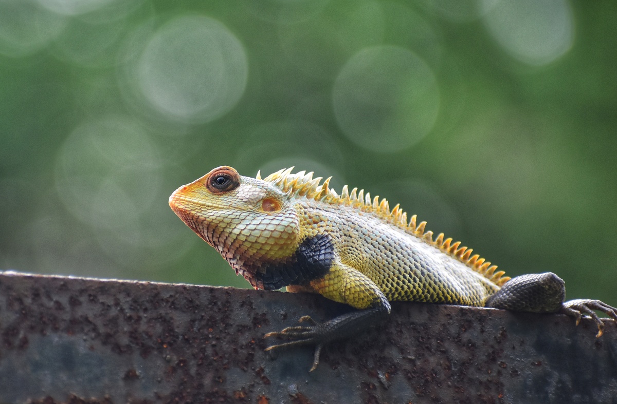 东方花园蜥蜴(calotes versicolor),又称变色蜥蜴,或