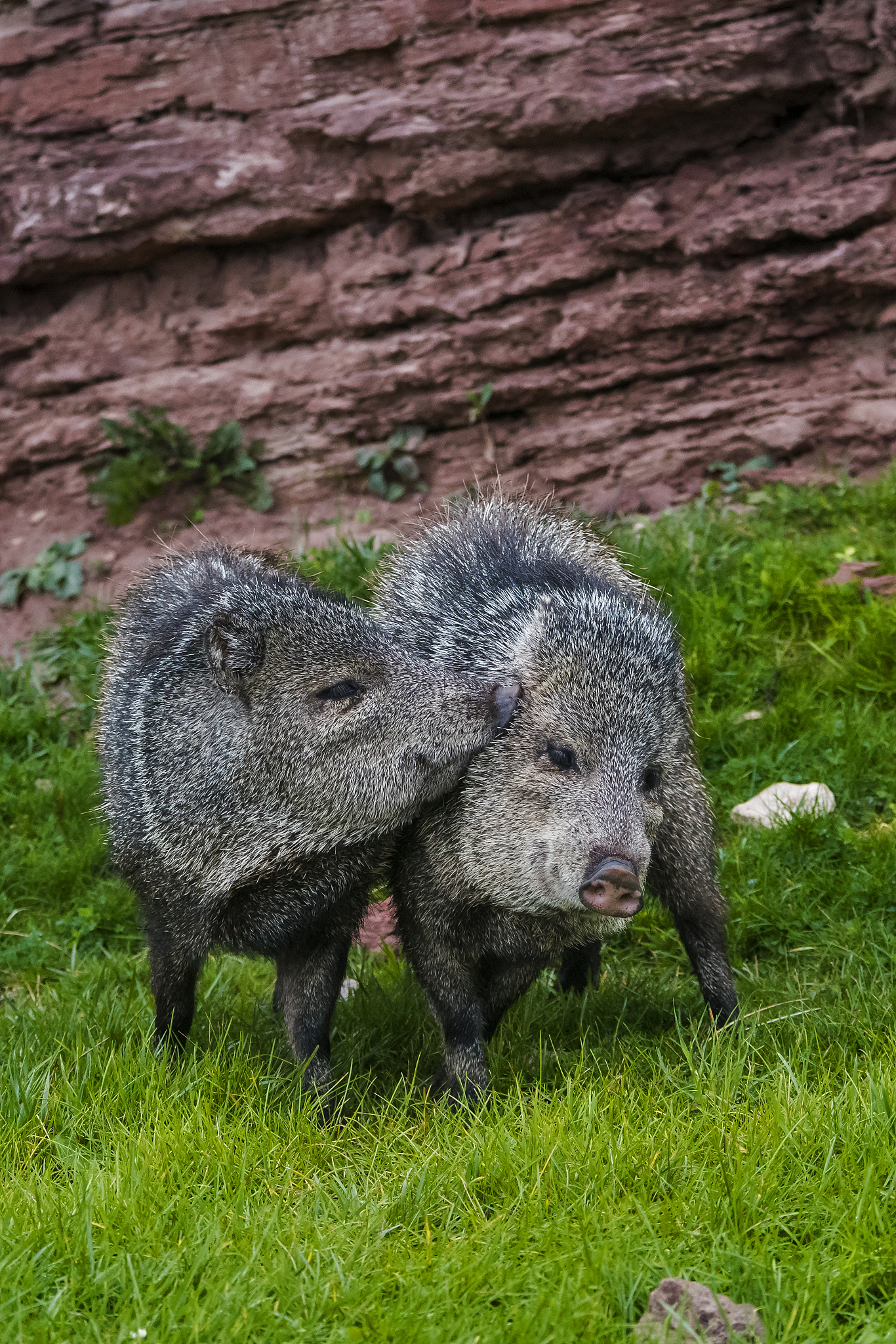 chacoan peccary