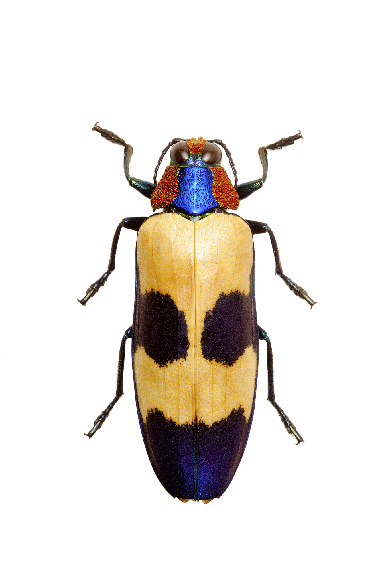 鞘翅目昆虫分布规律与影响因素 - 全球分布与生态适应性