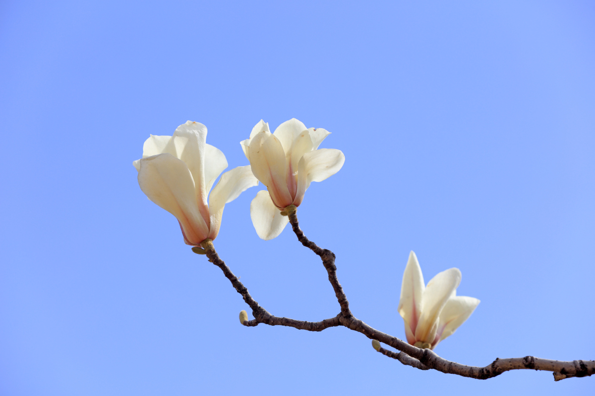 描写日坛玉兰花