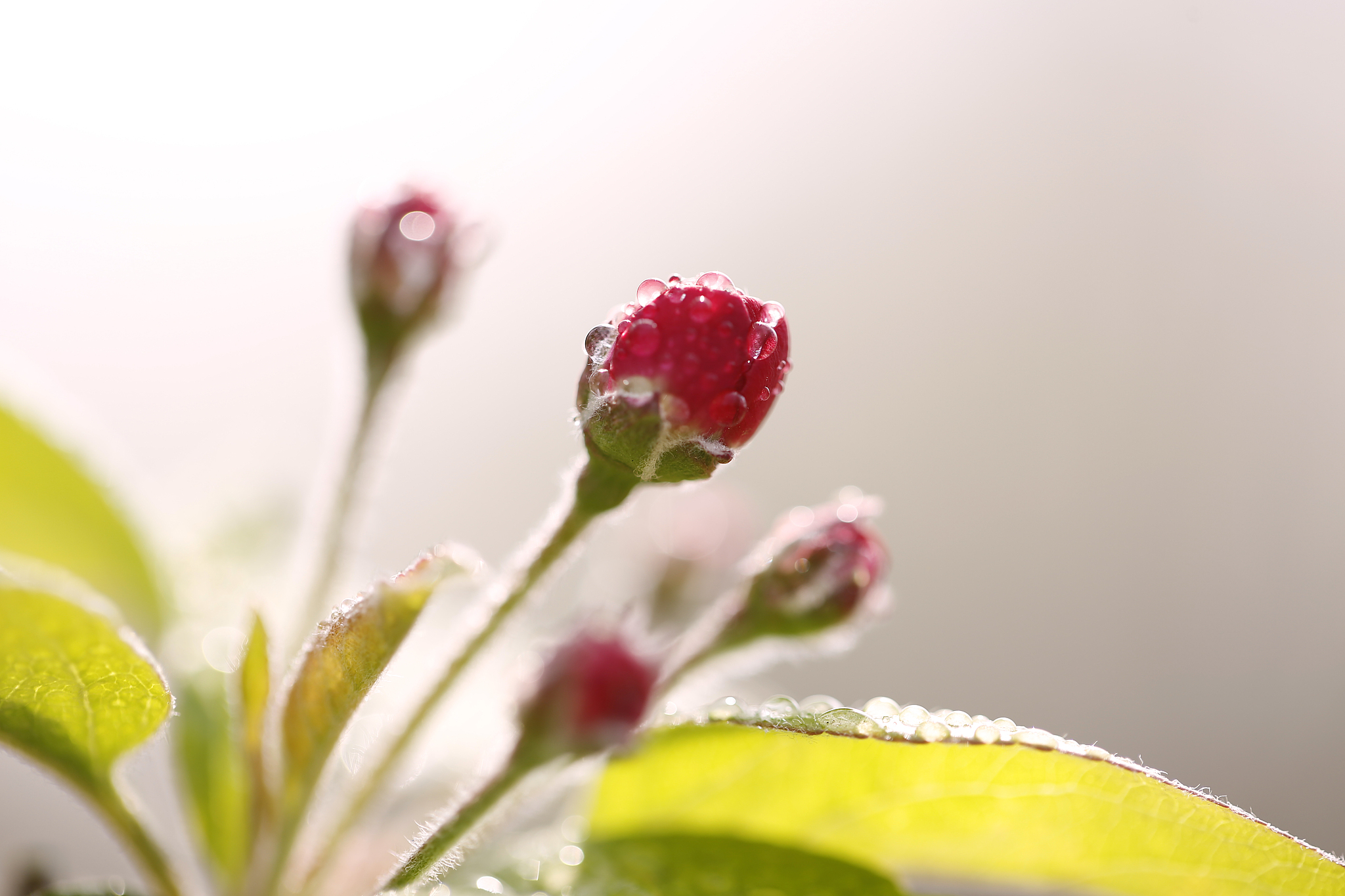 花朵与关爱：八字形容