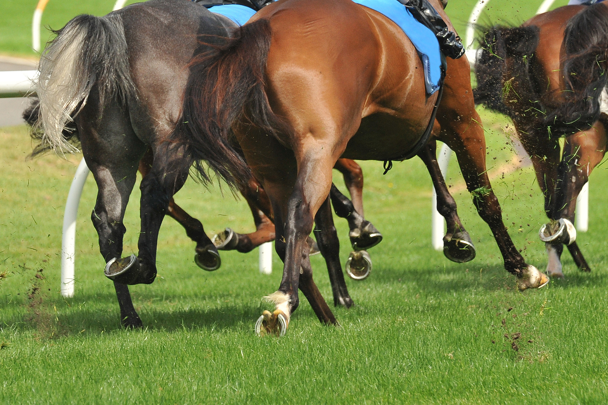 horse racing action