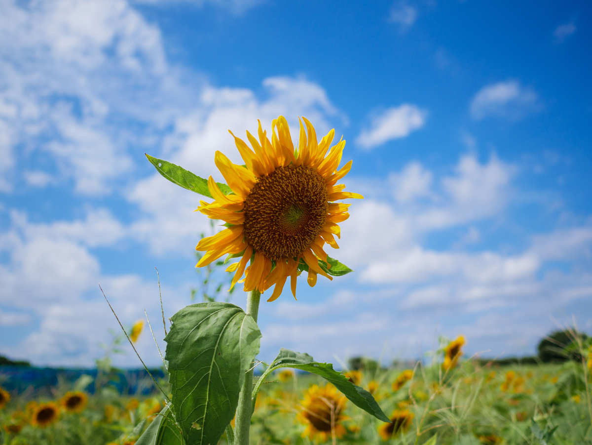 向日葵的梦想：追逐梦想，绽放自我