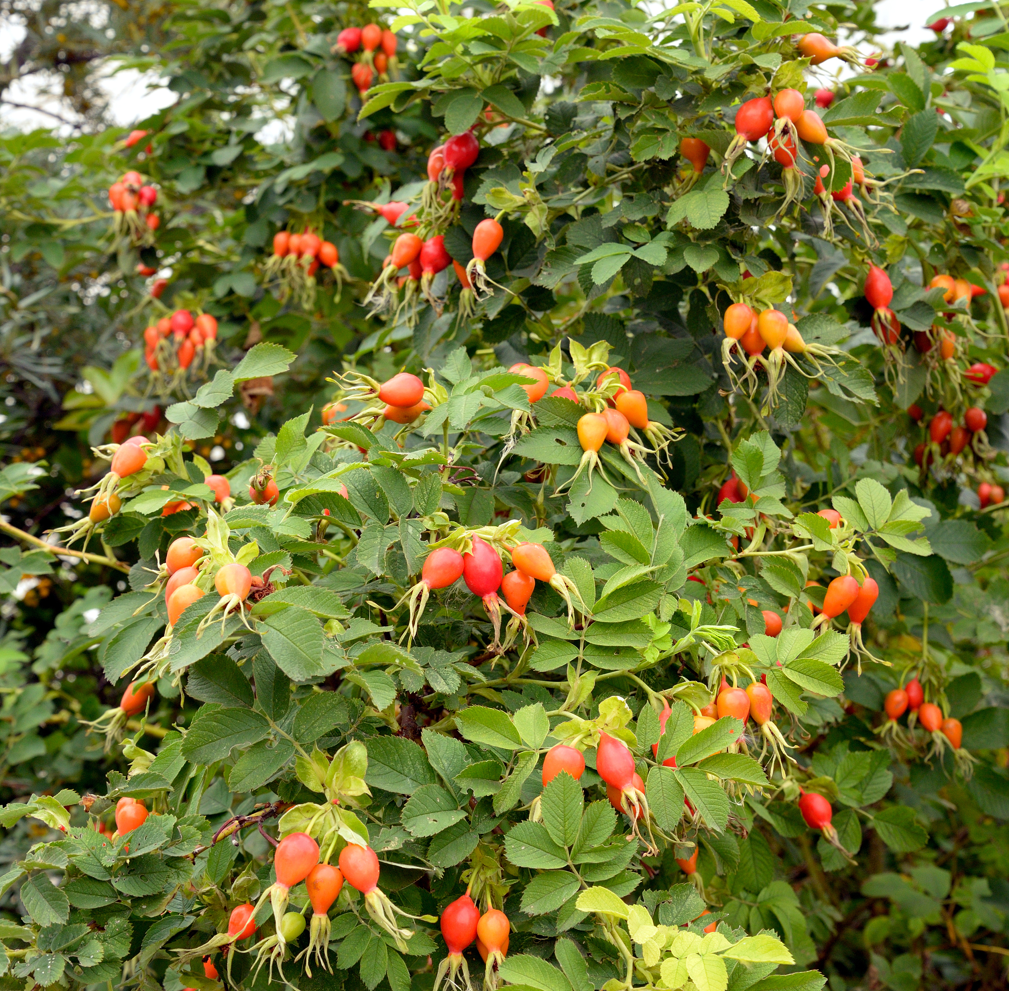 木槿蒲苇草莓豌豆西红柿金丝桃花叶蒲苇绣球无尽夏按照顺序拉丁名 科名 属名 生长习性只做个表格