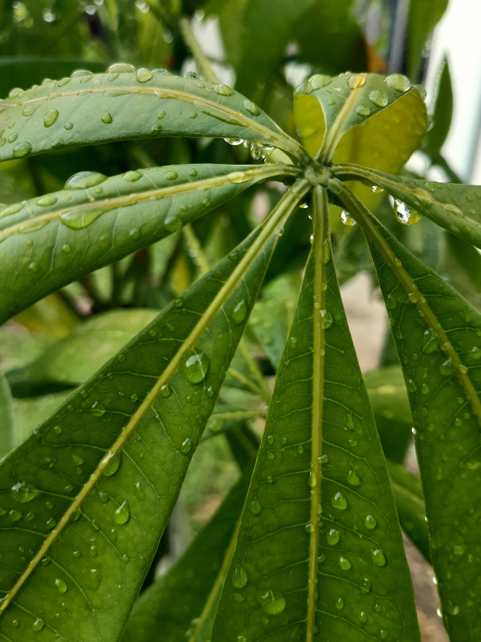 close-up of wet plant leaves during rainy season