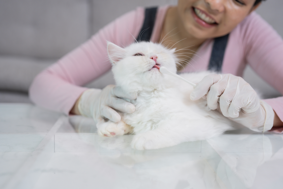 养猫人士必看！你养猫时可能犯的8个大错