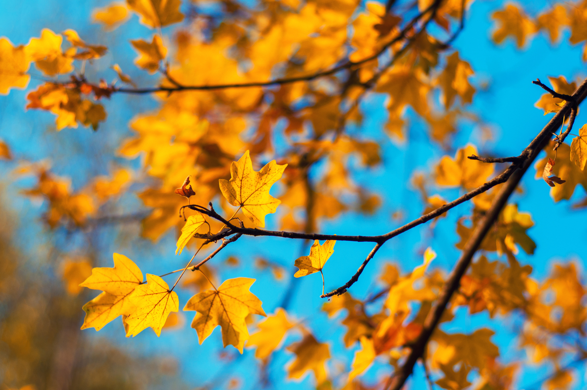 十月微凉：秋意渐浓，感受季节转换的美好与忧伤