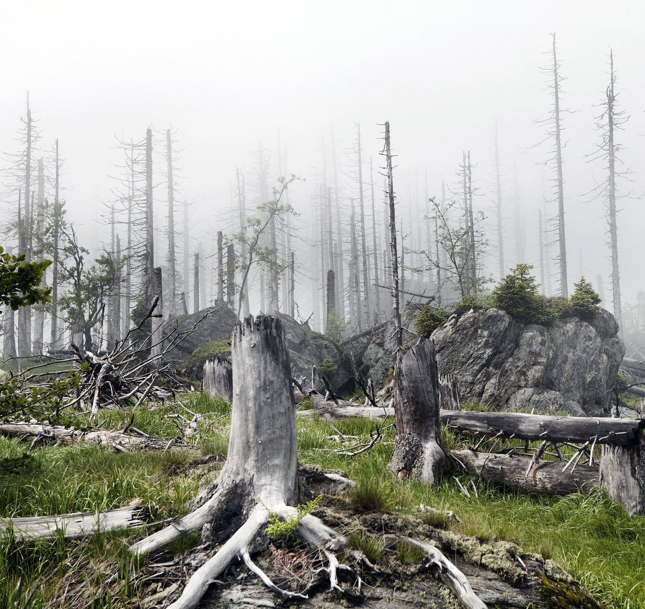 环境问题警钟敲响：气候变化、水污染、森林砍伐等威胁人类未来