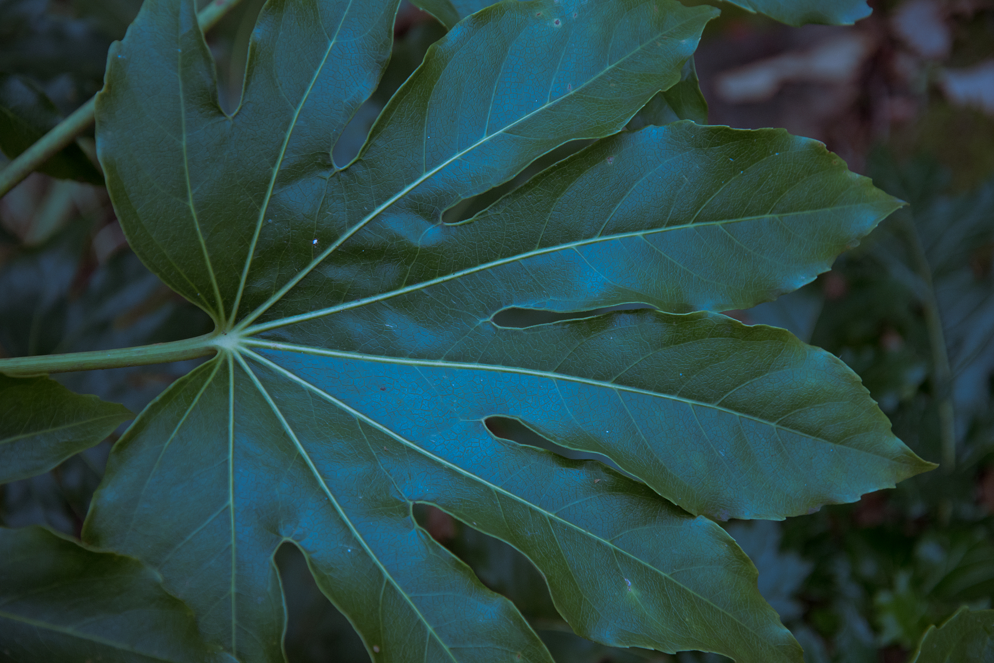 tropical texture of a large leaf, abstract colors. background.