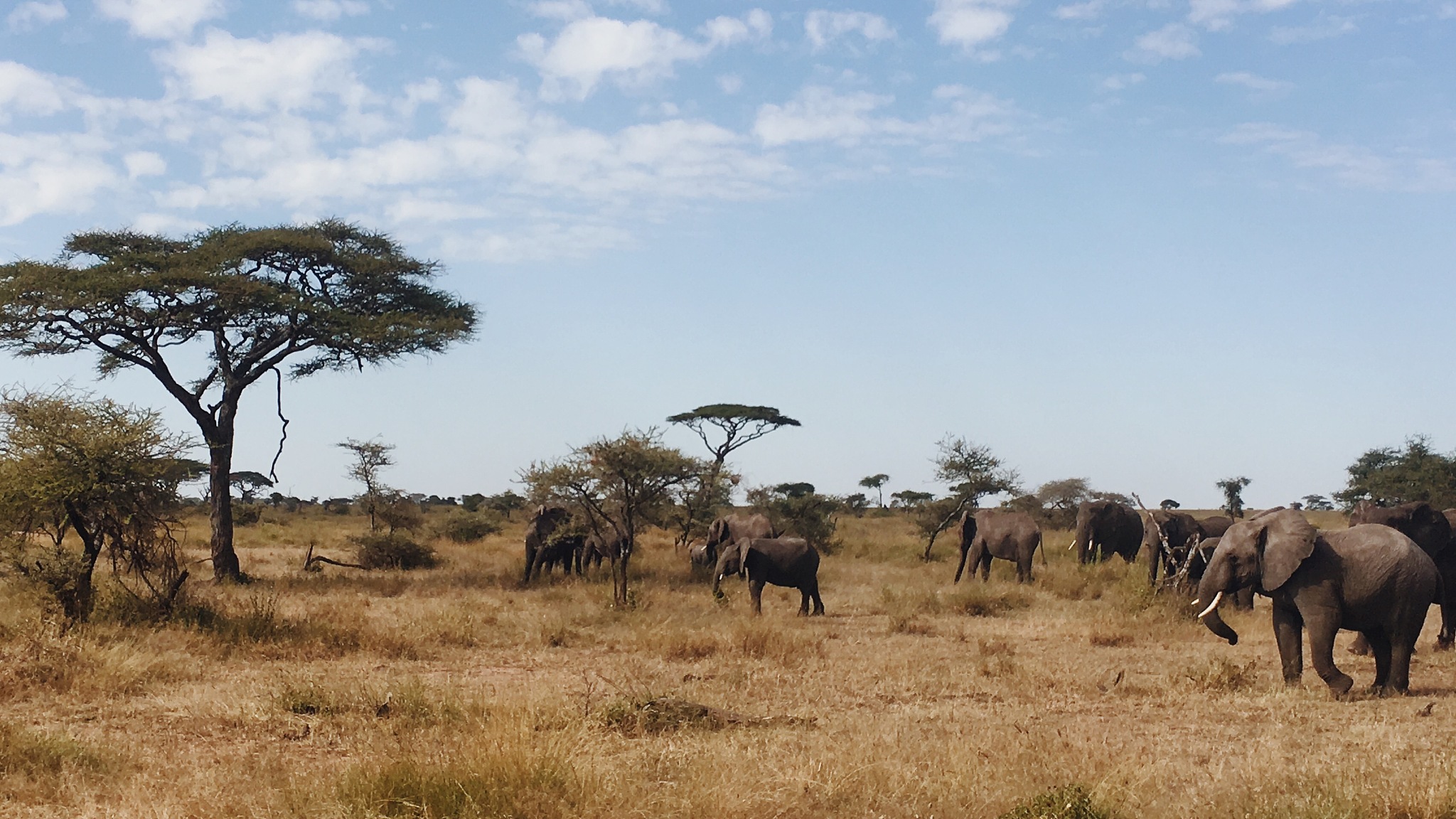 elephant herd
