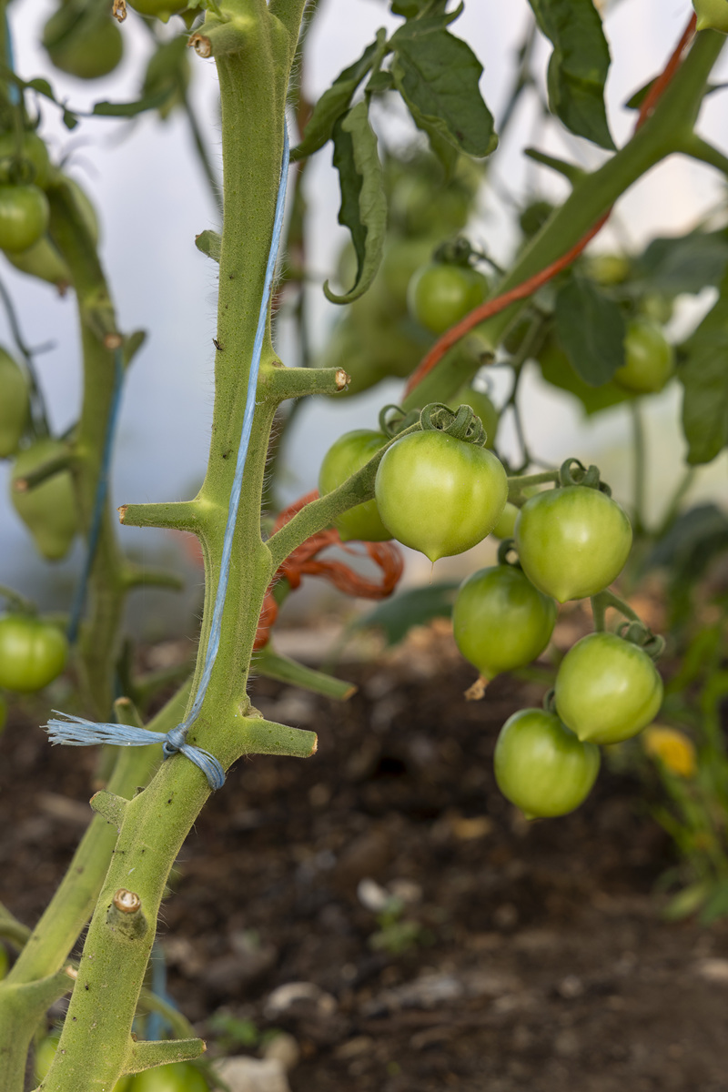 番茄植株的寿命是多少？
