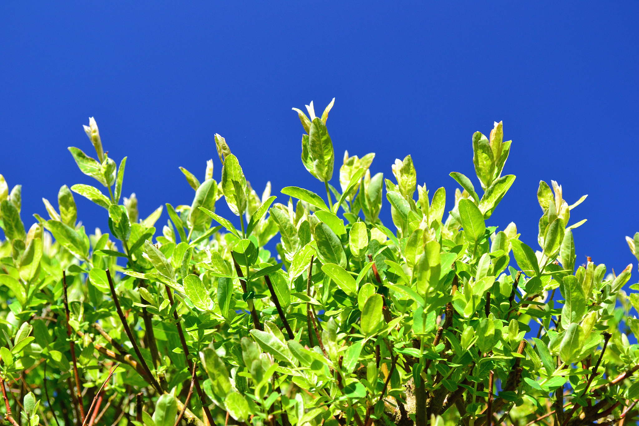 凉山州农业学校是公立学校吗？ - 探索其办学性质