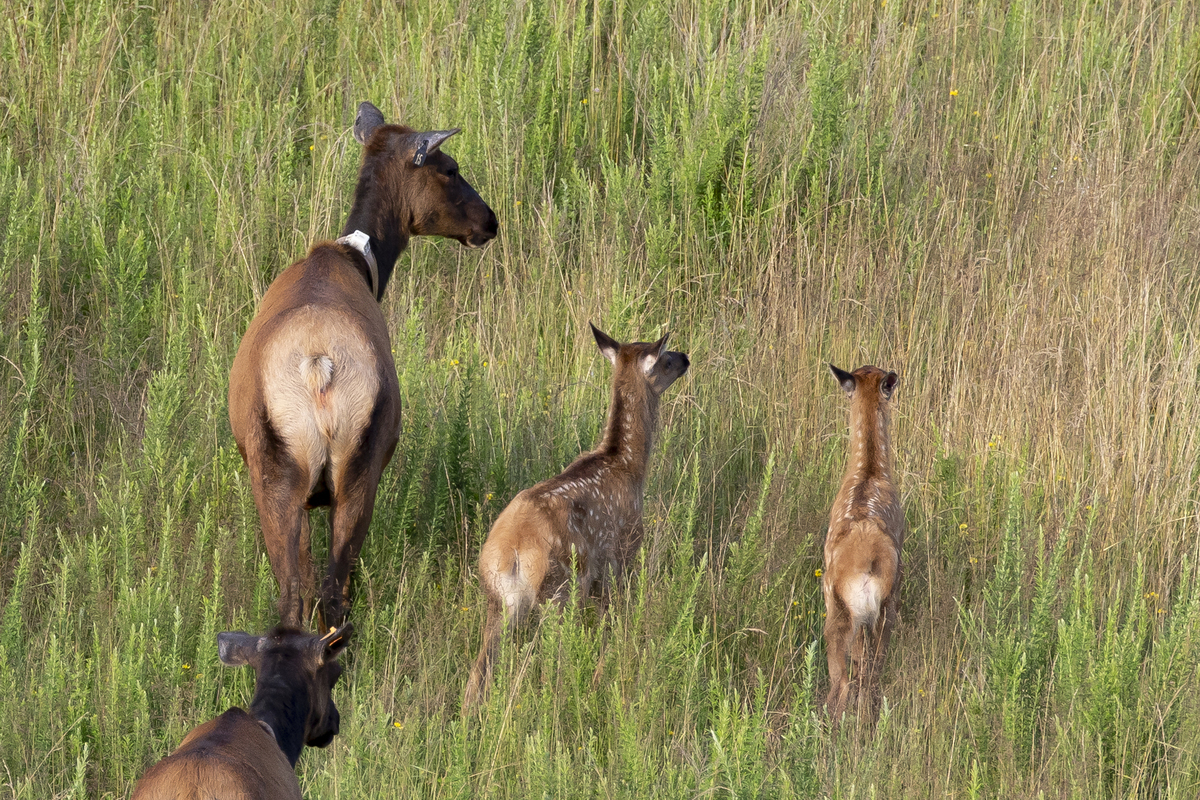 小型反刍动物有哪些？常见的草食动物反刍动物介绍