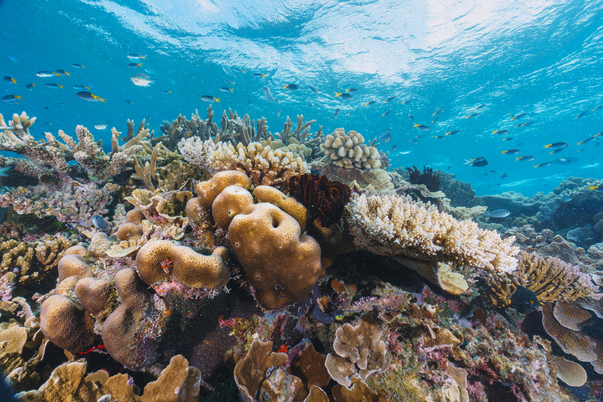 海洋生物技术期刊：研究范围详解 - MARINE BIOTECHNOLOGY