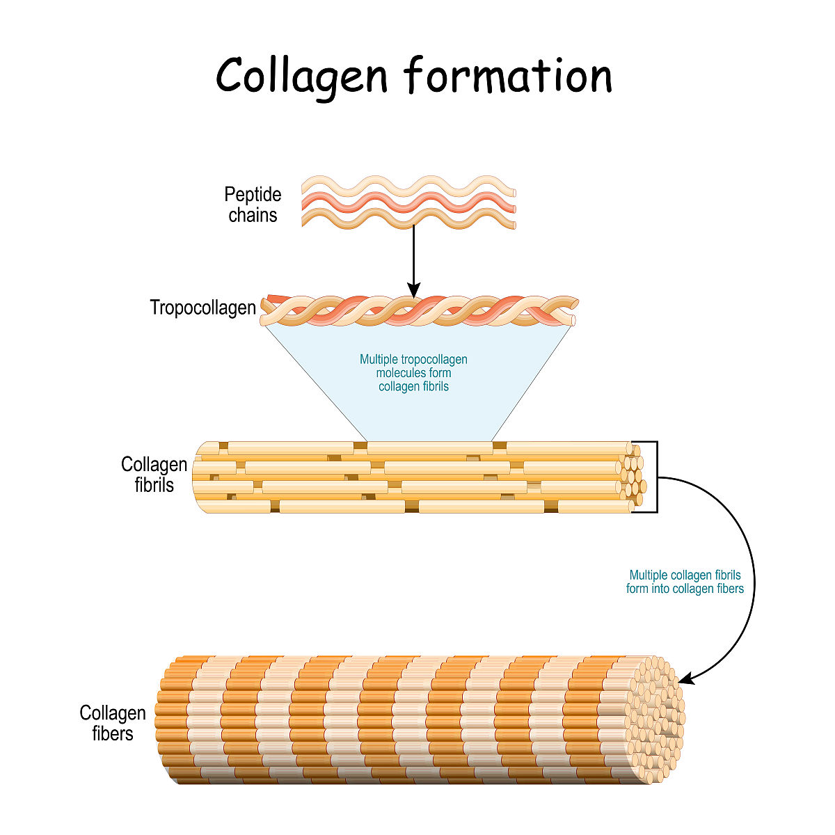 Emulsion Microstructure Analysis Using Scanning Electron Microscopy and Vacuum Drying