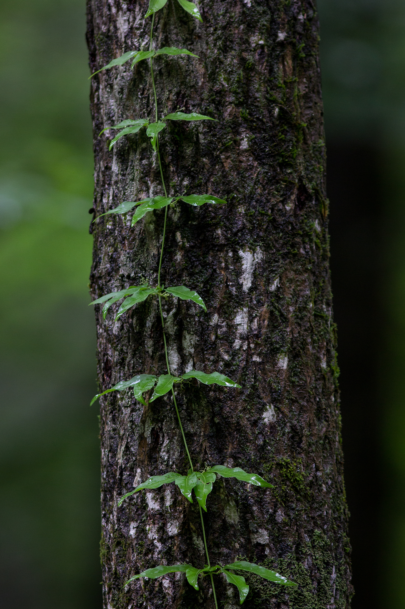 柚子树树干发黑长霉菌，可能是树木腐烂病！
