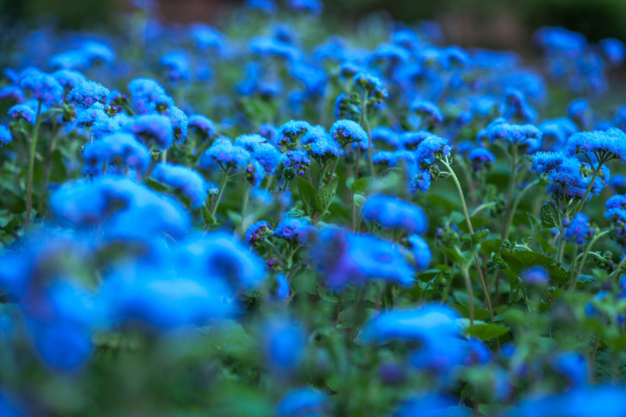 blue flower