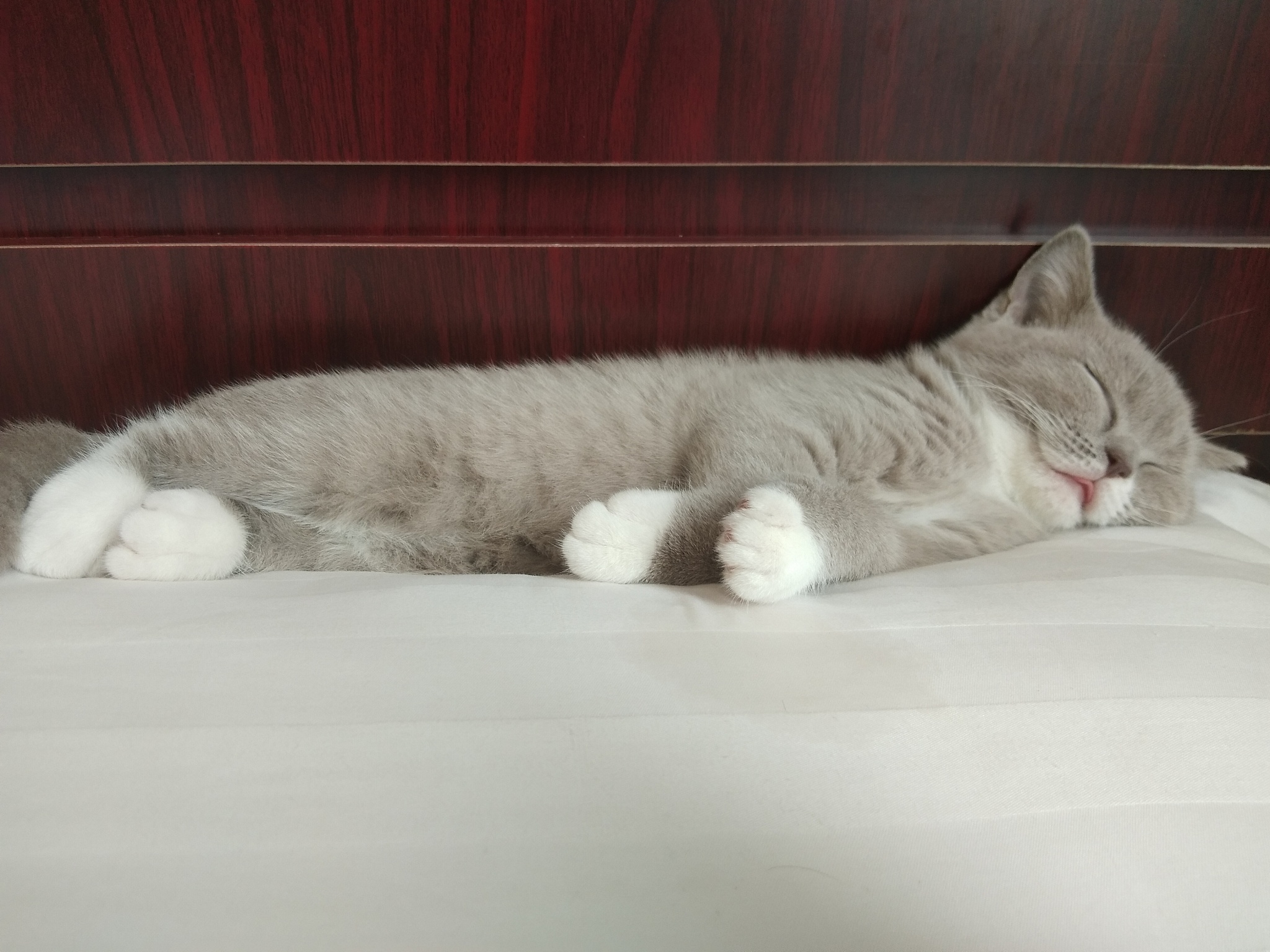猫咪早上黏人？5个原因揭秘主子的小心思！