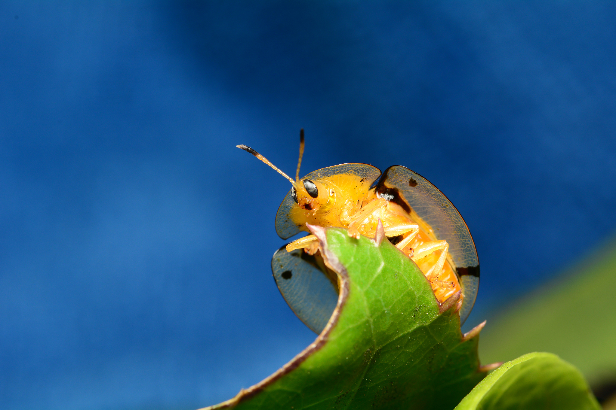 transparent beetle
