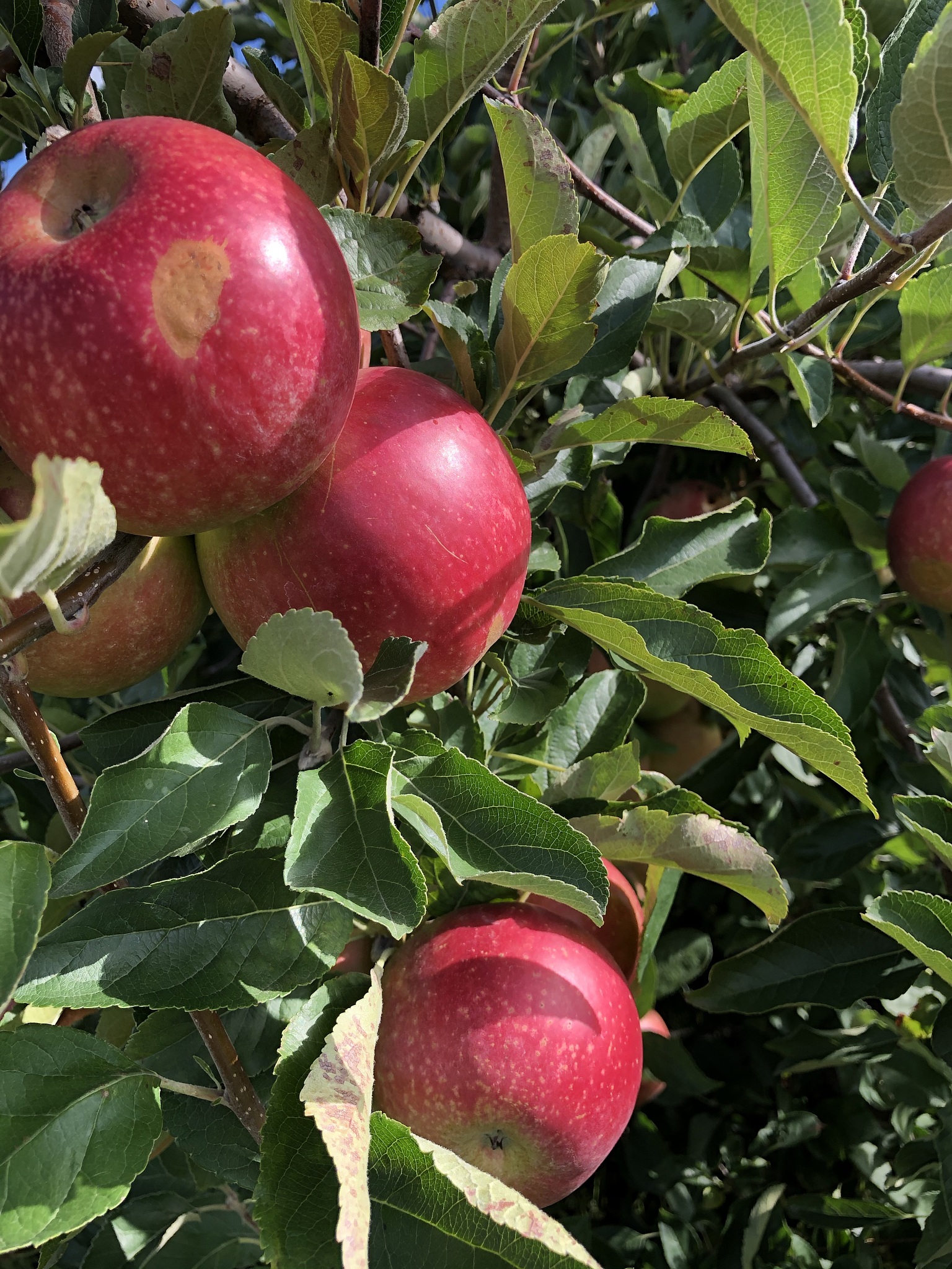 湖南环境生物职业技术学院航空专业招生简章