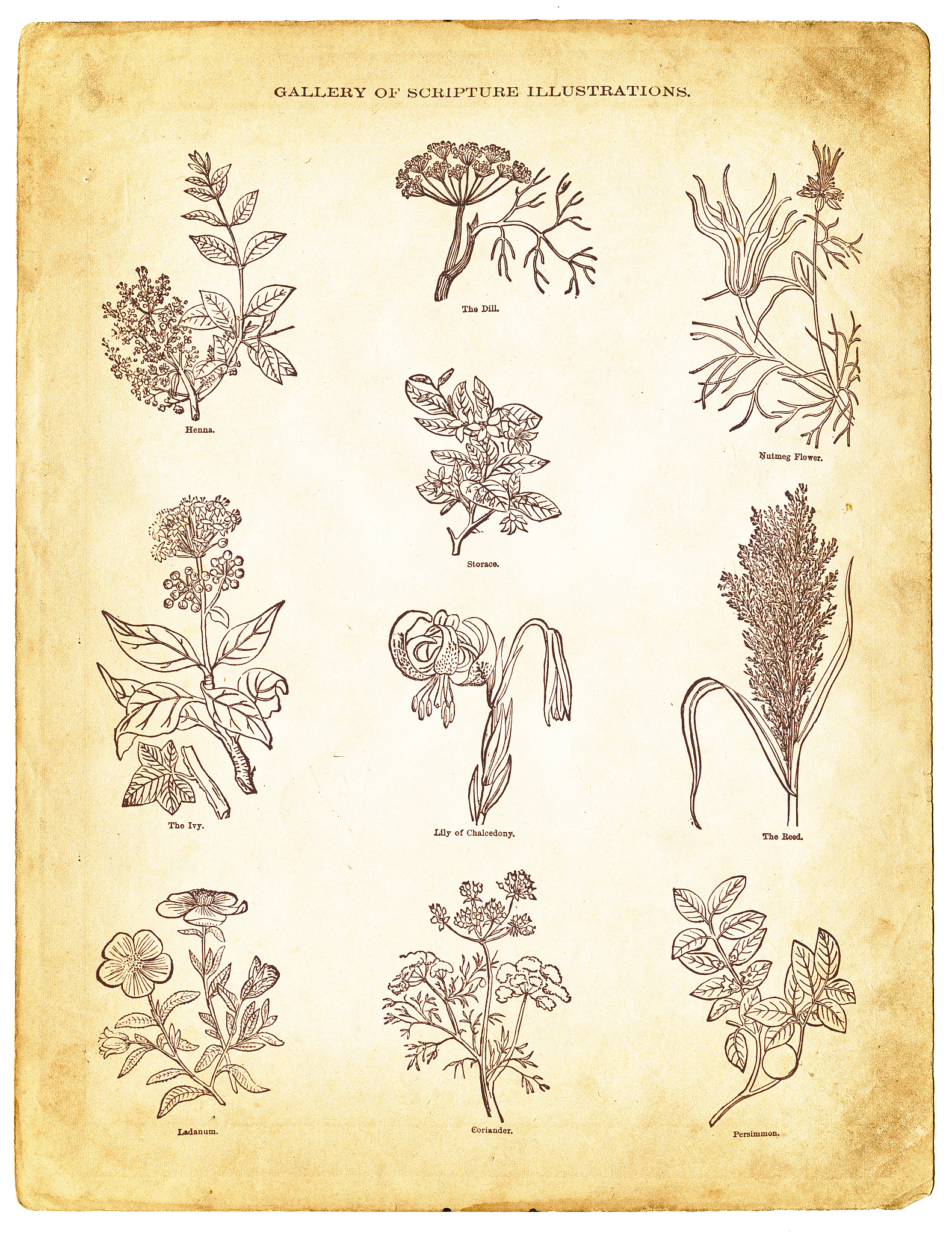 中药材识图技术面临的挑战：多樣性、环境差异、加工影响