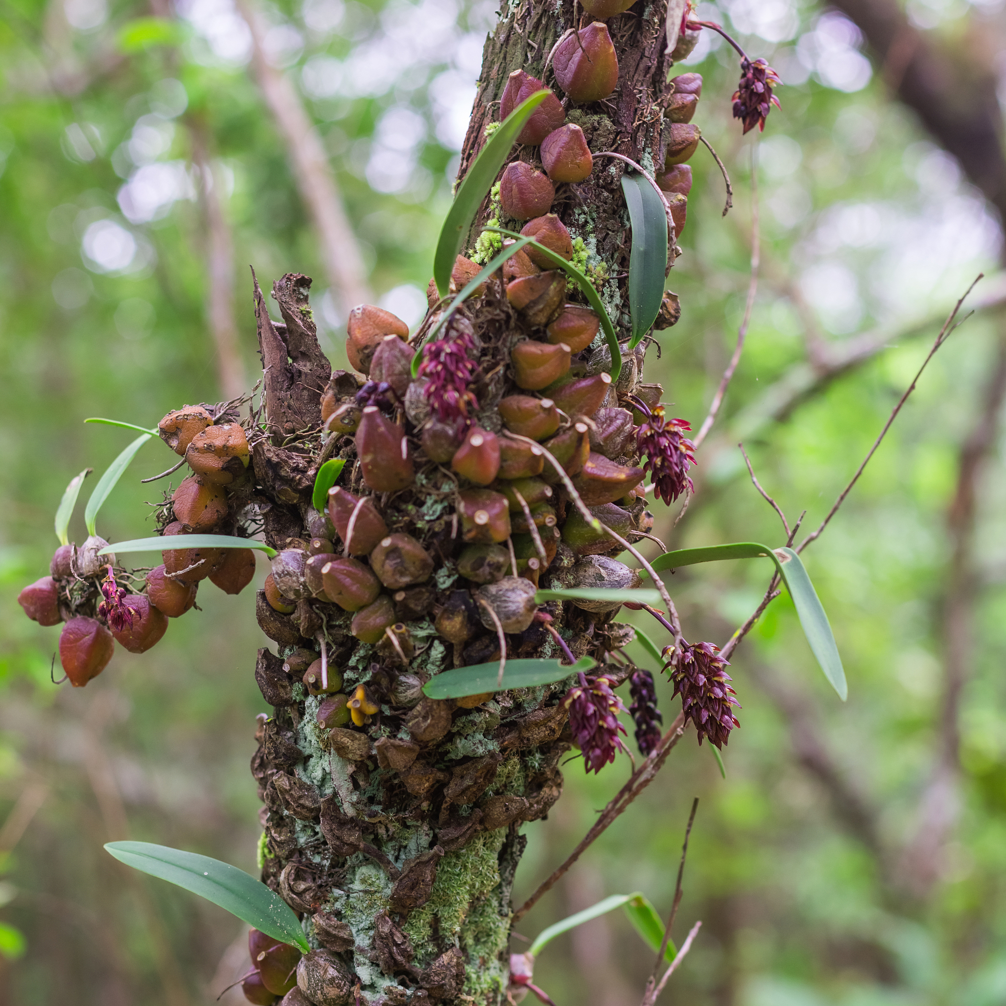 orchid on tree