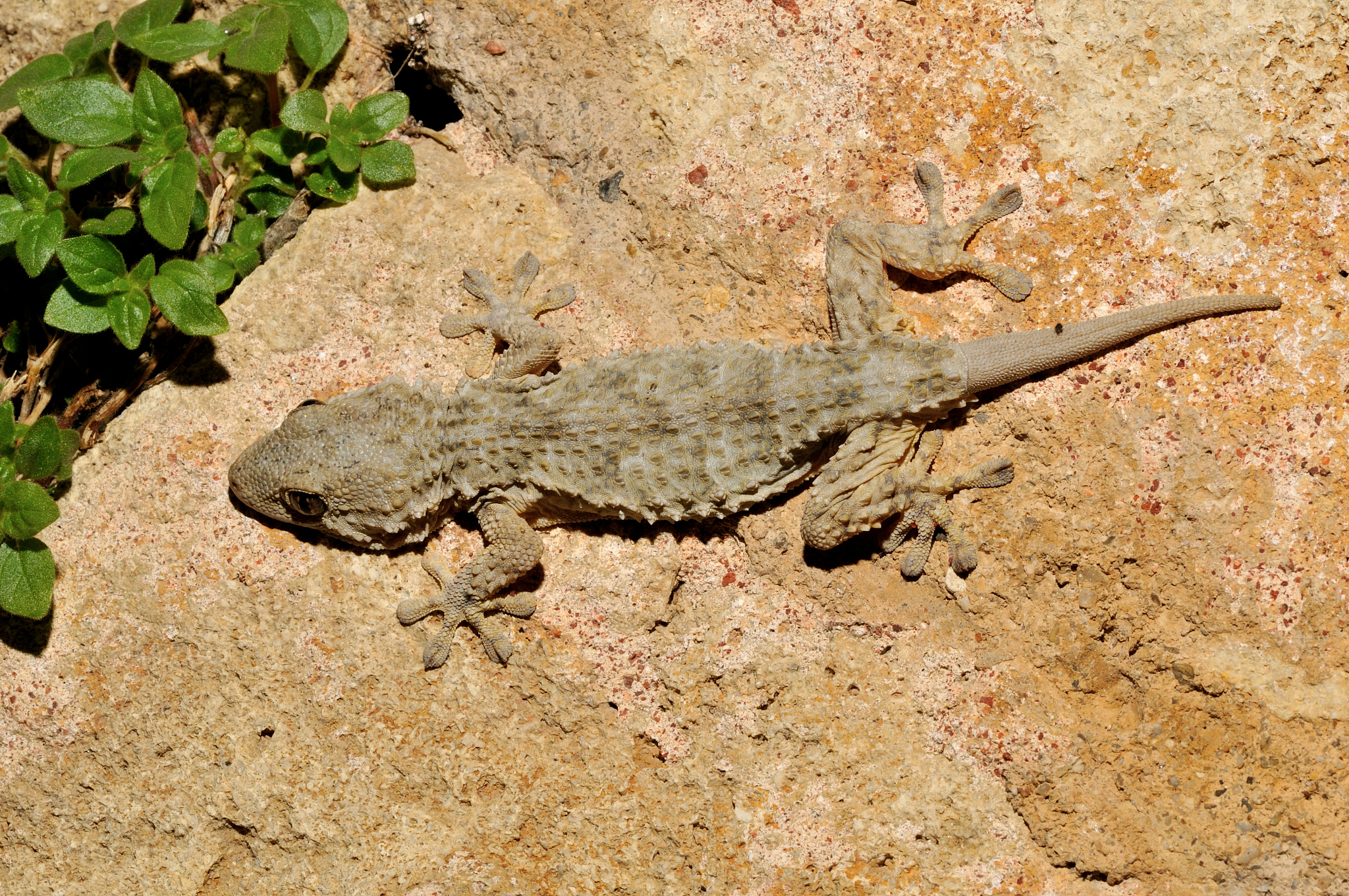 小壁虎的新尾巴：成长与保护