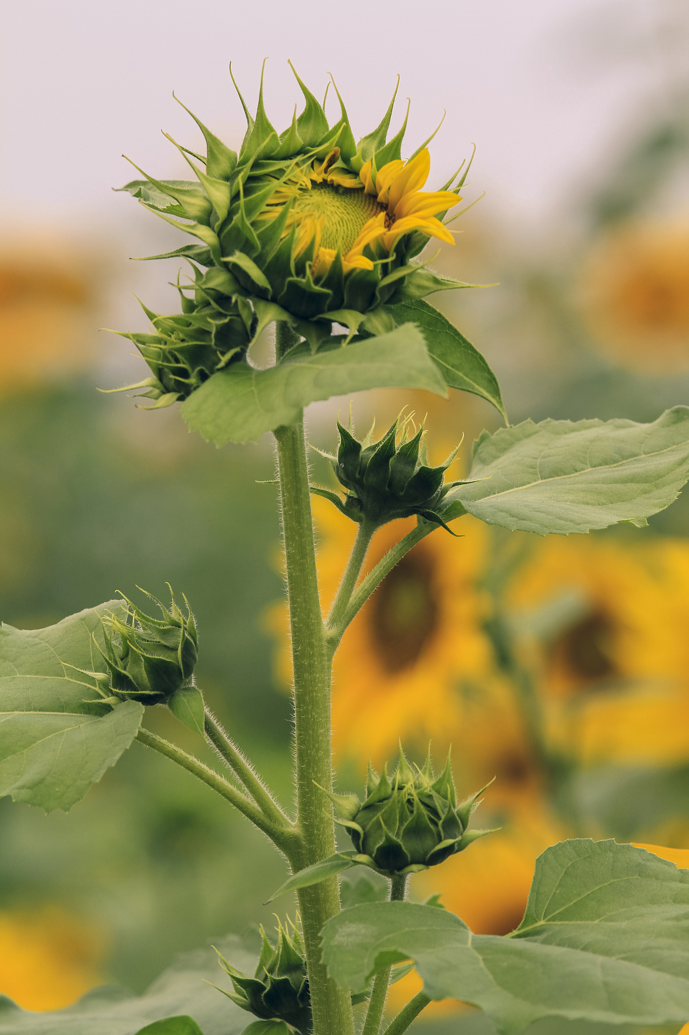 福州求助热线：为您提供帮助与支持