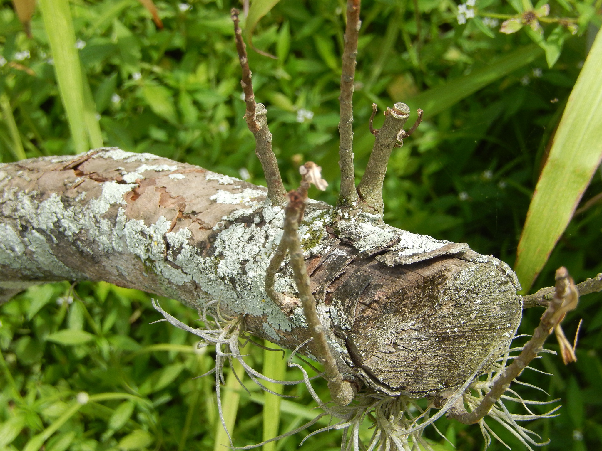 害虫在林业方面存在的问题详细举例说明并有详细的年月日数据显示
