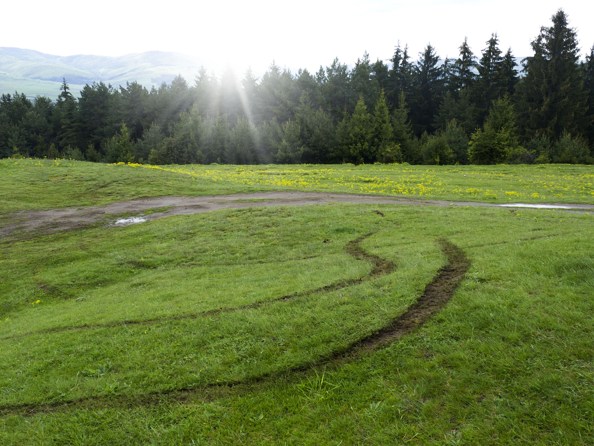 生物多样性草地：环境和人类的守护者