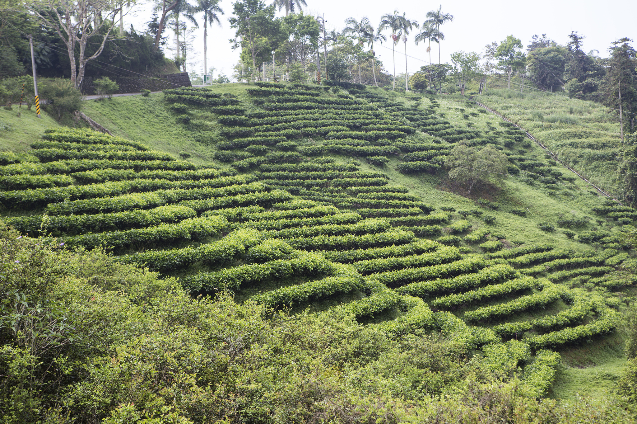 英德红茶发展现状及待解决问题 - 提升品质、品牌和市场竞争力