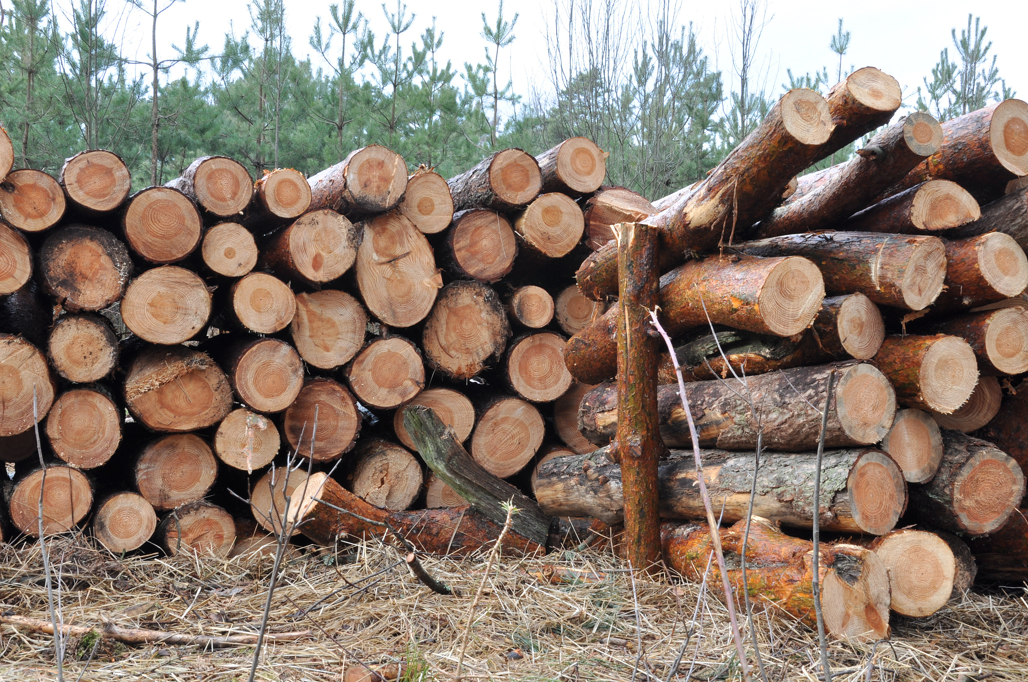 云南林业技工学校林产品加工专业怎么样