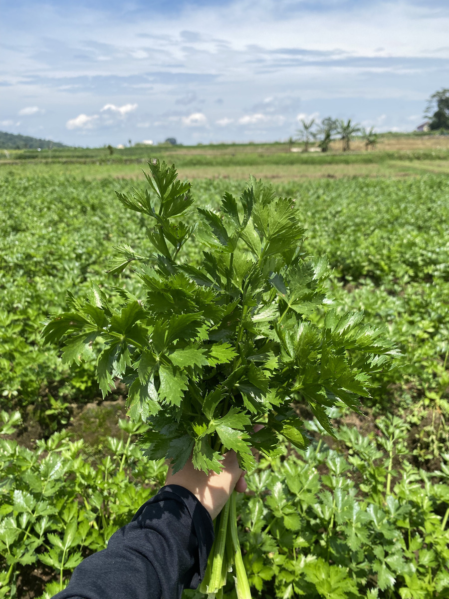 当归中国适宜种植地区及气候要求