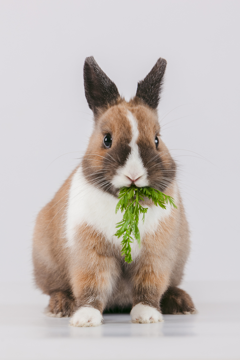 以如何选择适合你家庭的宠物：考虑宠物的品种、性格和需求为题写一篇1200文章