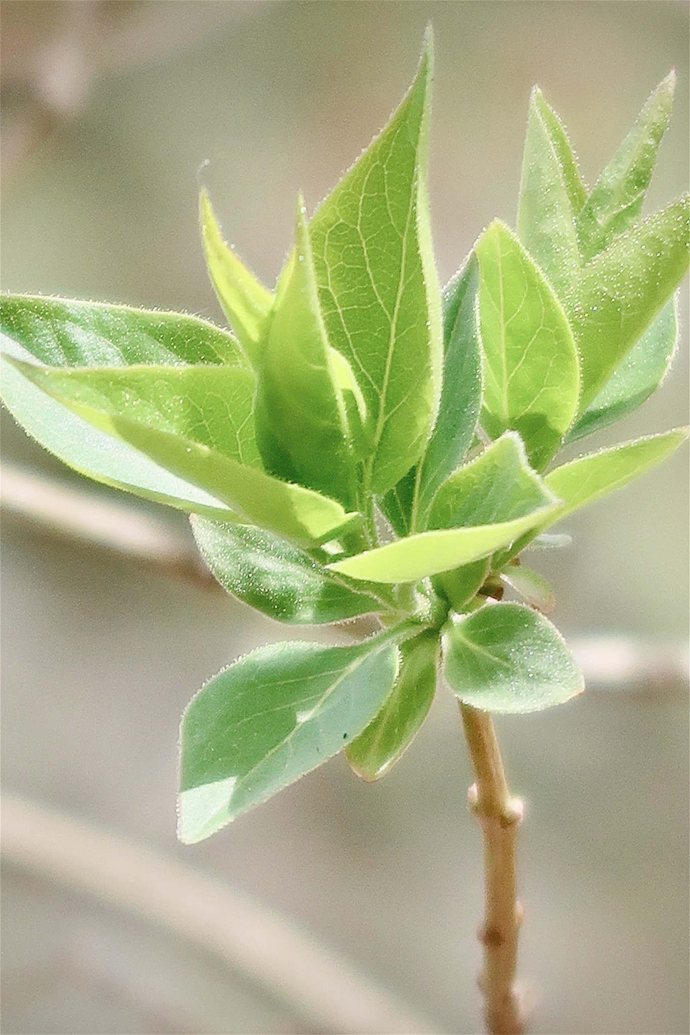 close-up of plant leaves