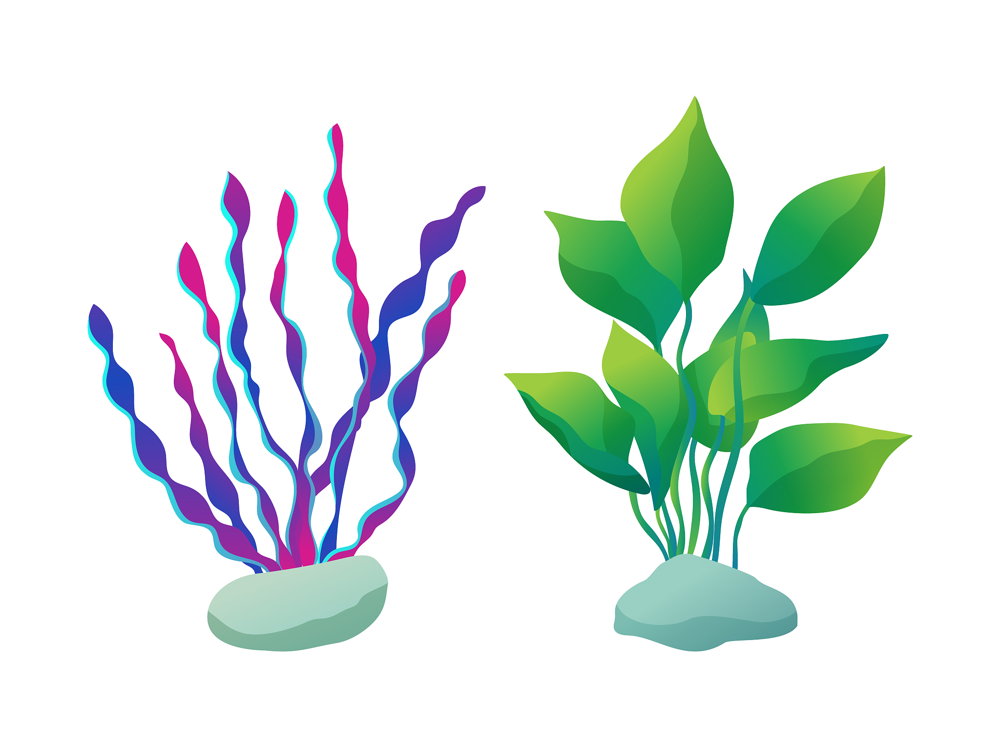 seaweed types set plants, vector illustration